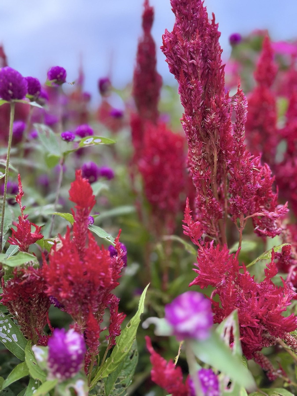 Red and violet blooms in a garden